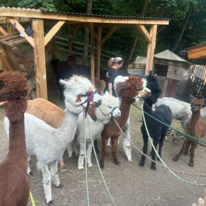 Alpakawanderung am Nesseltalhof